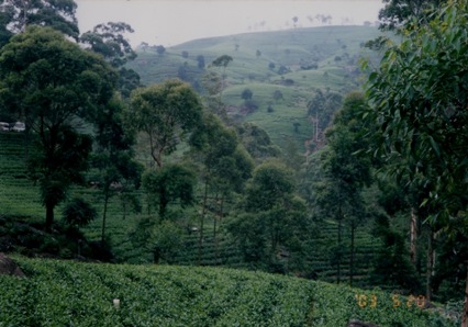 スリランカの茶畑