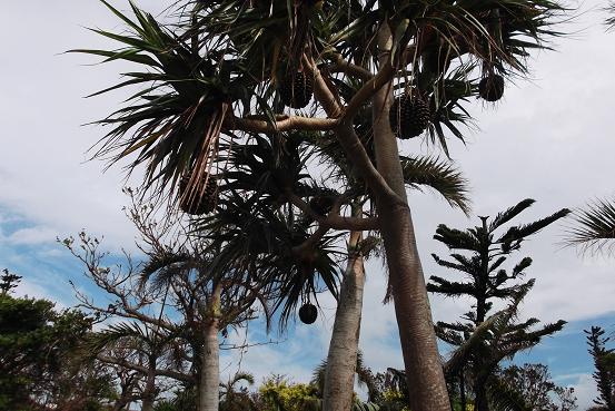 あ由布島の大きな木の実