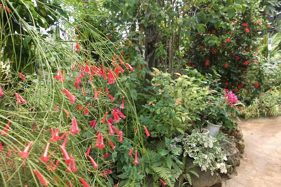 あ由布島の赤い花