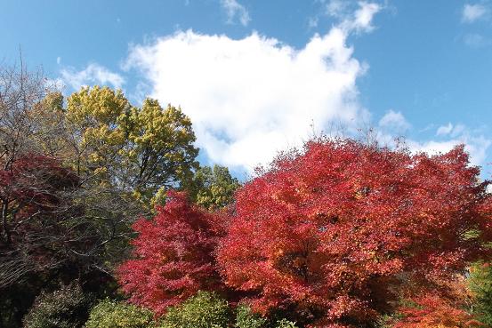 嵐山2013白い雲と紅葉