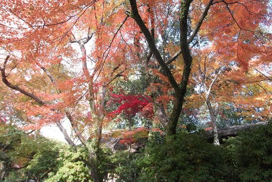 嵐山草葺屋根と紅葉