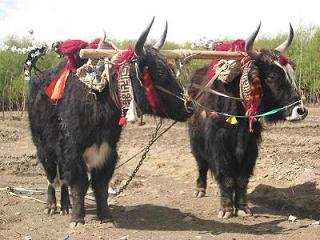 In_Tibet2C_yaks_are_decorated_and_honored_by_the_families_they_are_part_of.jpg
