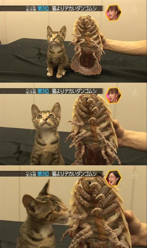 ダイオウグソクムシと猫