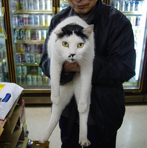 日本の看板猫13