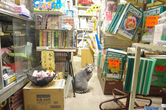 日本の看板猫15