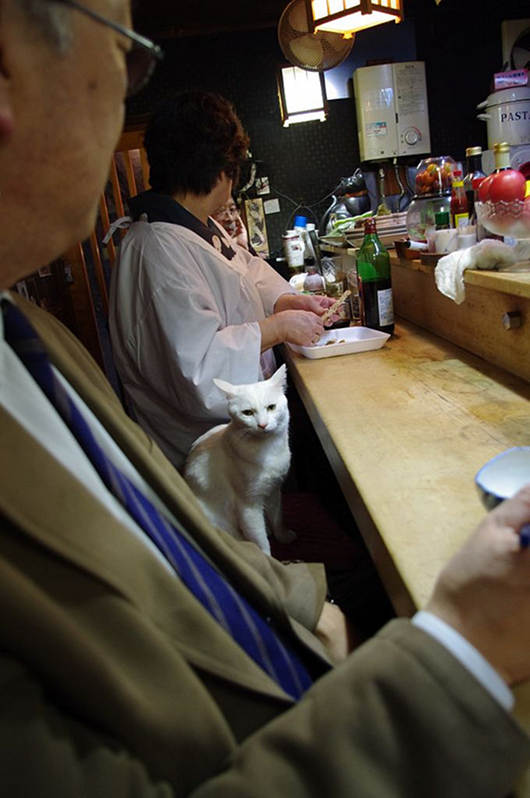 日本の看板猫4