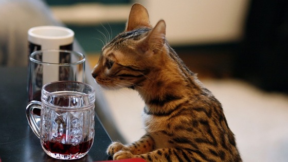 ワイン猫