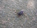 上野公園の地面にナガチャコガネらしき昆虫がいました。4月28日なのにもう出てきてるのか。