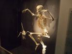 人間の骨格標本がフライングゲットしてました。