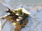 カエルが大合唱する池に、ミドリガメらしき亀がいました。