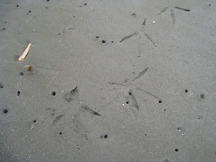2013年11月2日（土）干潟清掃で「渡り鳥サポーターになろう！」⑩