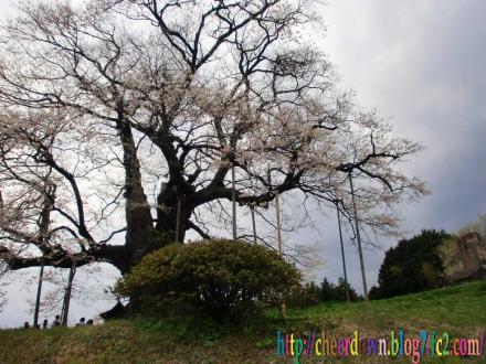 醍醐桜（ダイゴザクラ）
