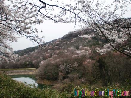 名勝 大野の桜