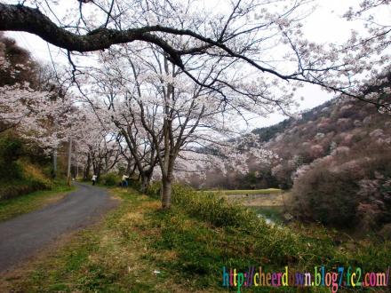 名勝 大野の桜