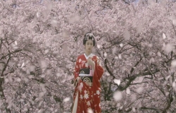 咲き乱れる桜の中にいる桜姫