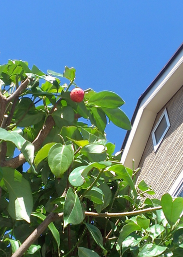 20131013ヤマボウシの果実