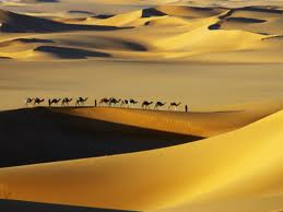 sahara camel 1