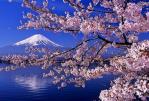 桜と富士（縮小）