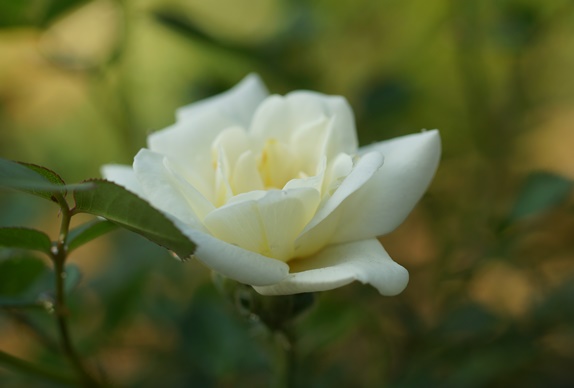 白薔薇　