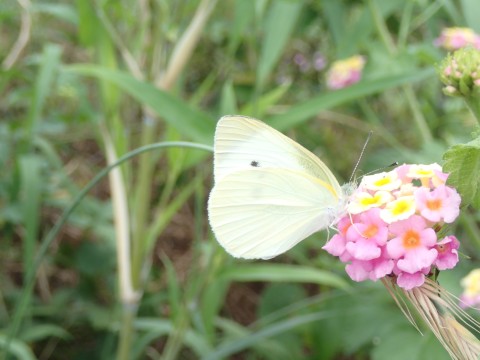 紋白蝶とお花１