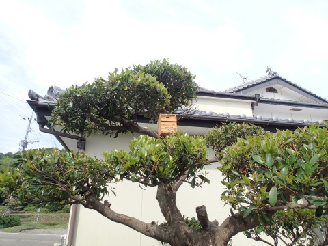 長崎の鳥１５
