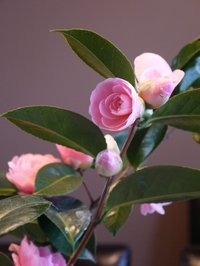 Camellia-2-L