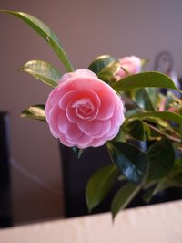 Camellia-1-L