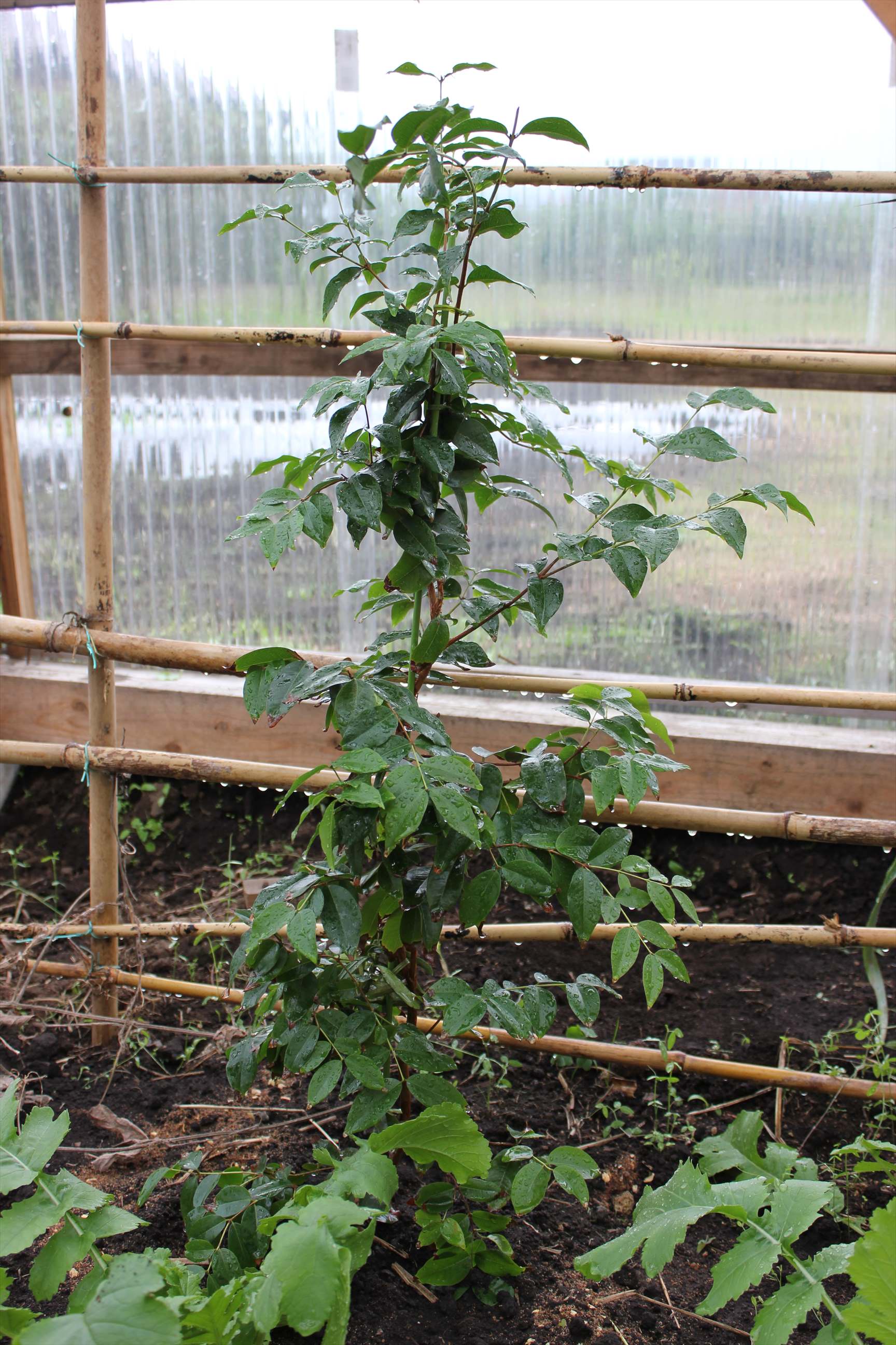 温室に植えたジャボチカバ