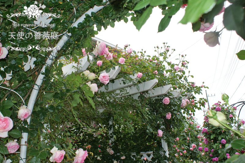 羽衣 白いパーゴラにいっぱいに咲いた薔薇のプリンセス La Roseraie De L Ange 天使の薔薇庭