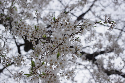 原間のイトザクラ　本郷の千年桜