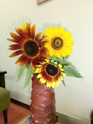 sunflower131