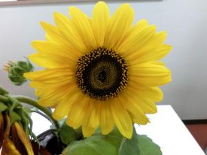 sunflower132