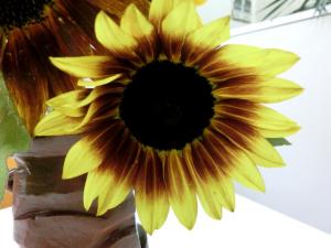sunflower133