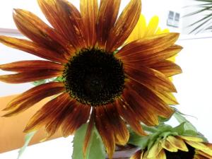 sunflower134