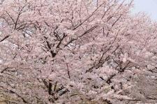 戸田川緑地・こどもランドの桜