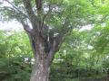 欅の老木