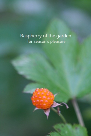 2013_5_20-Raspberry of the garden-01n