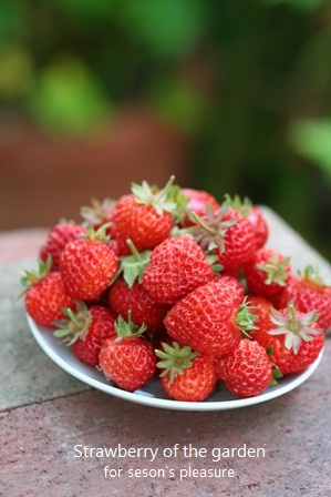 2013_5_20-Strawberry of the garden-01n