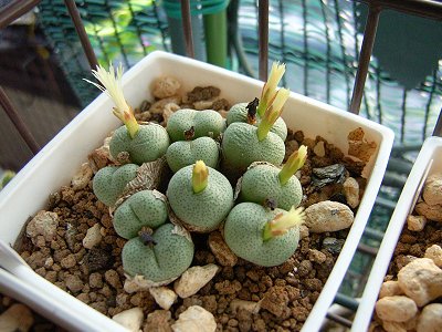 ナマクアナム(Conophytum namaquanum)