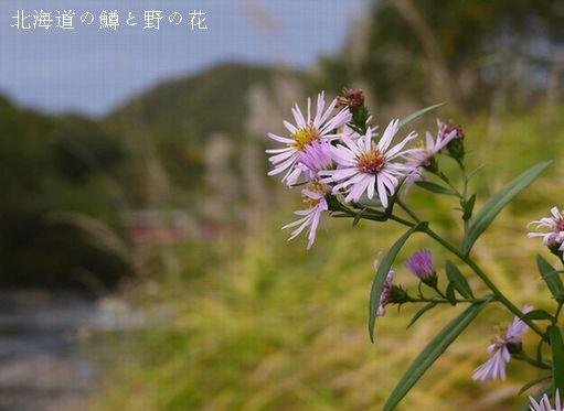 ネバリ野菊