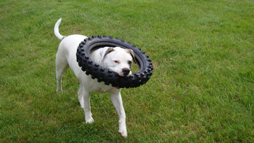 タイヤと犬