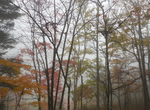 霧と紅葉２