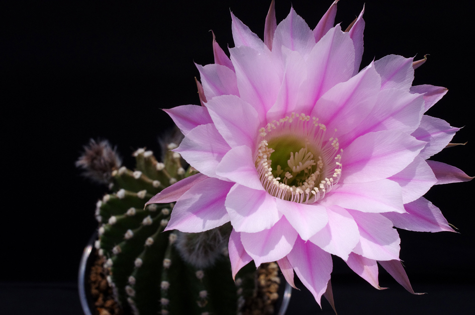 ロビオプシスのピンク大輪花 | サボテンと写真